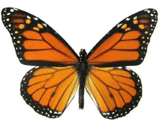 Monarch Gift Card $25 | Austin Mom Boutique Gift | PuzzlePieces