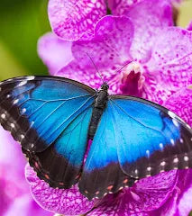 Blue Morpho Gift Card $75| Luxury Austin Mom Boutique | PuzzlePieces